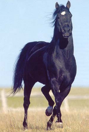 quarter_horse1.jpg