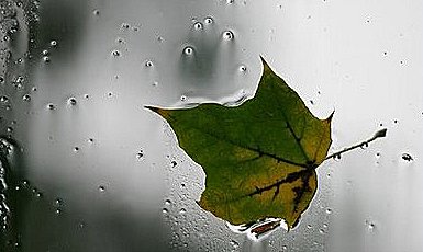 olum_zaman_yaprak_4_