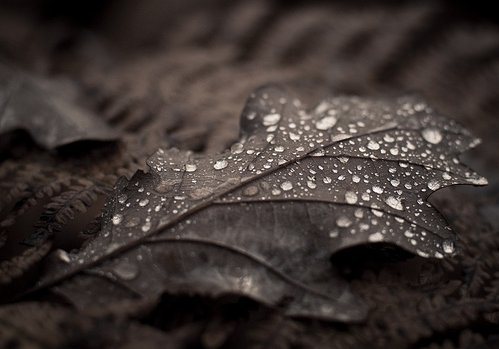 olum_zaman_yaprak_4aab