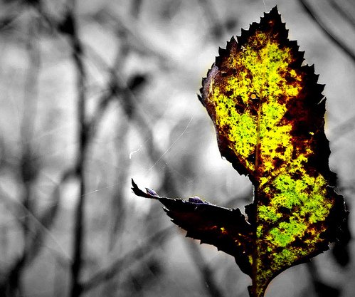 olum_zaman_yaprak_4b