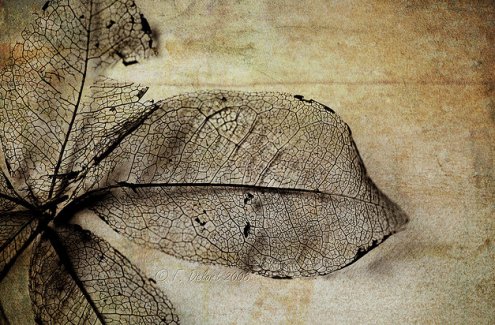 olum_zaman_yaprak_5a