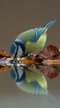 Âmâk-ı Hayal - Şehbenderzade Filibeli Ahmed Hilmi